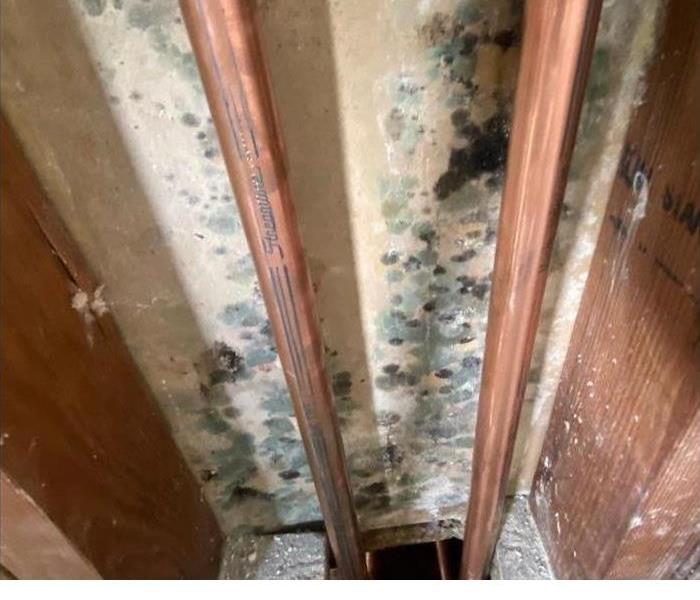 Mold in the walls
